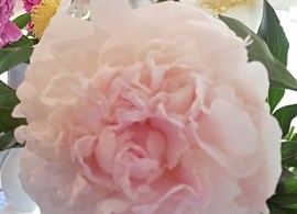 svetlana sedova (peony svetlana sedova) 20140625_093501-1